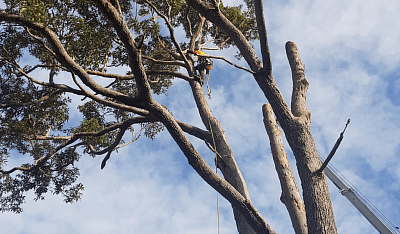 BEST TREE SERVICES