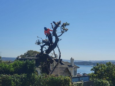 tree removal services Frenchs Forest